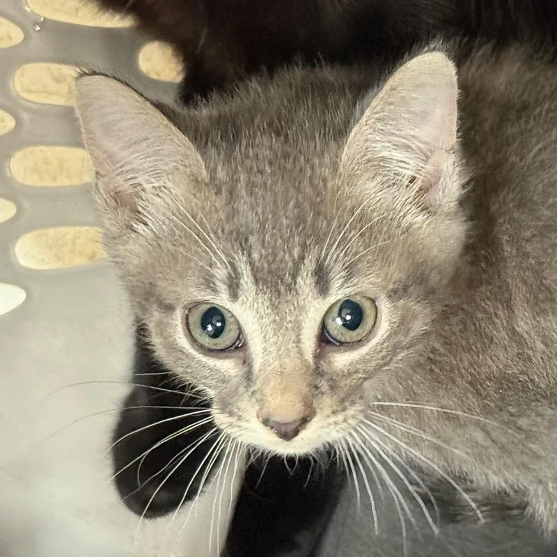 A baby small-sized female Gray / Blue / Silver Domestic Short Hair cat named Jyn for adoption in Jacksonville, AR