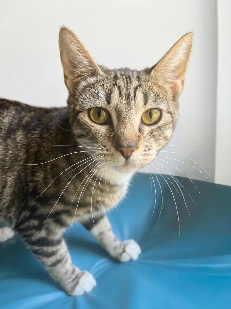 A young small-sized female Domestic Short Hair cat named Clementine for adoption in Vashon, WA