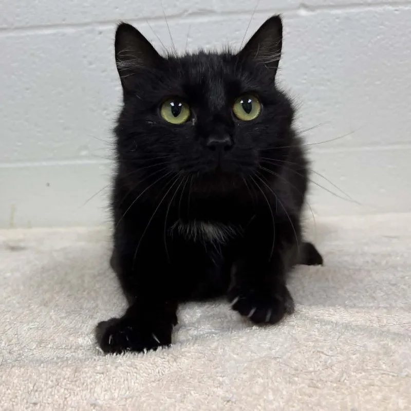 A young medium-sized female Black Domestic Short Hair cat named Ebonite for adoption in Lyndhurst, VA