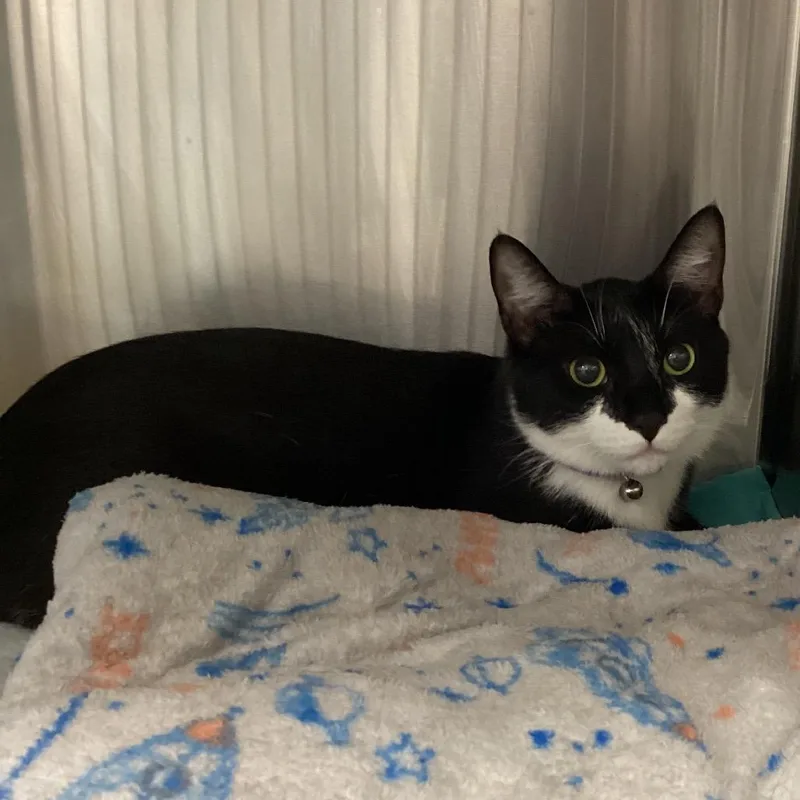 An adult large-sized male Domestic Short Hair cat named Bootz for adoption in Tampa, FL