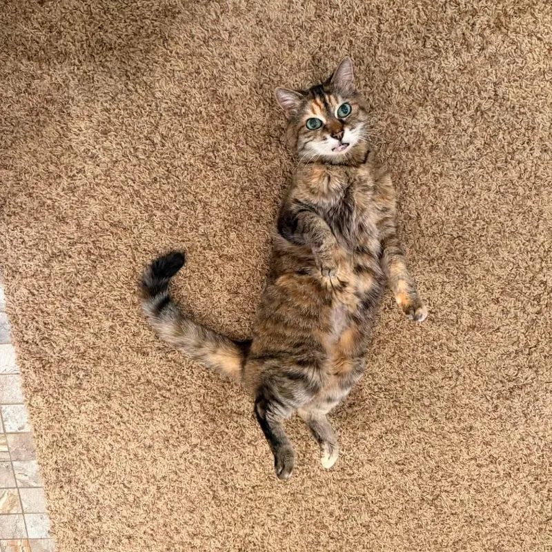 A senior medium-sized female Domestic Short Hair cat named Aisle for adoption in Gainesville, FL