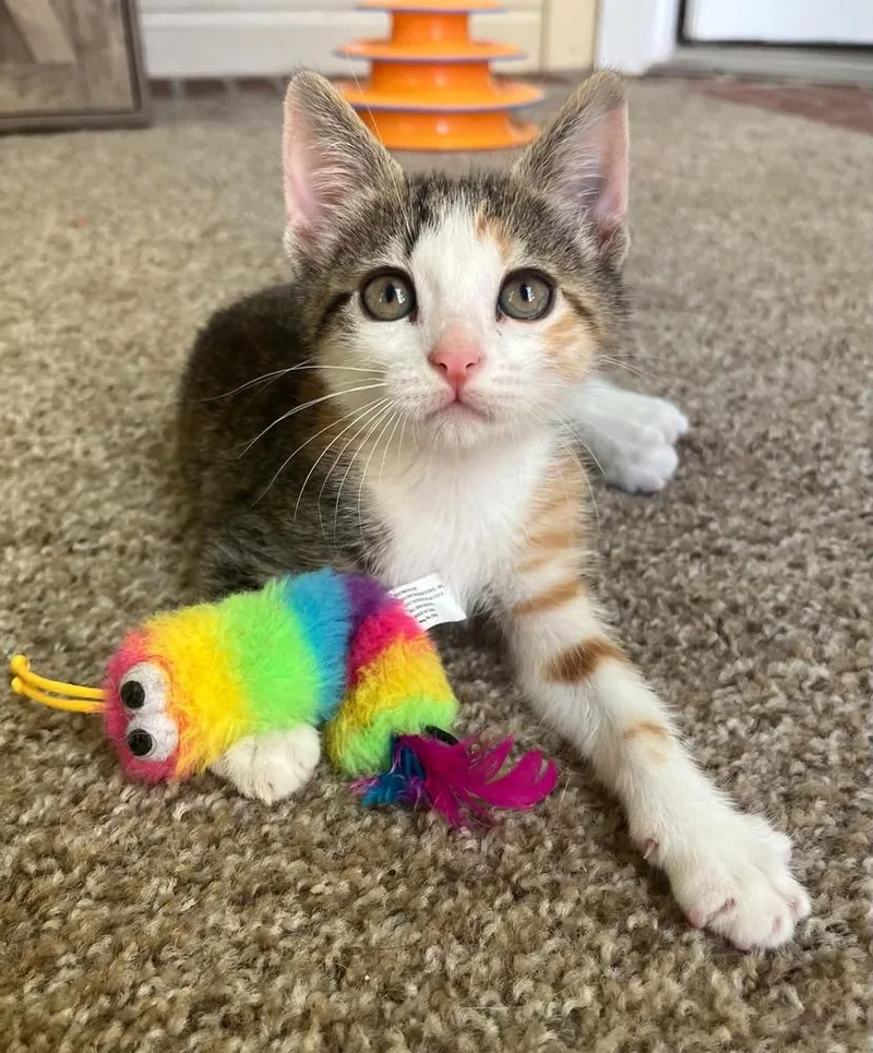A baby small-sized female Black & White / Tuxedo Domestic Short Hair cat named Phoenix for adoption in Bossier City, LA