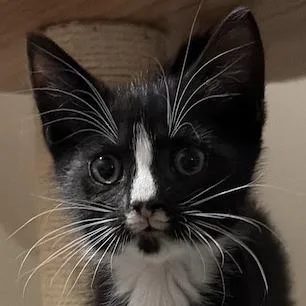 A baby small-sized female Domestic Short Hair cat named Hopsie for adoption in Cumming, GA