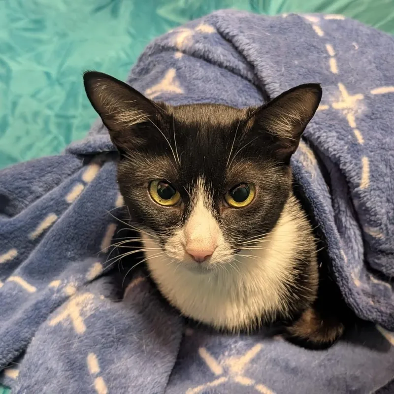 An adult medium-sized female Black Domestic Short Hair cat named Wednesday for adoption in Gibsonia, PA