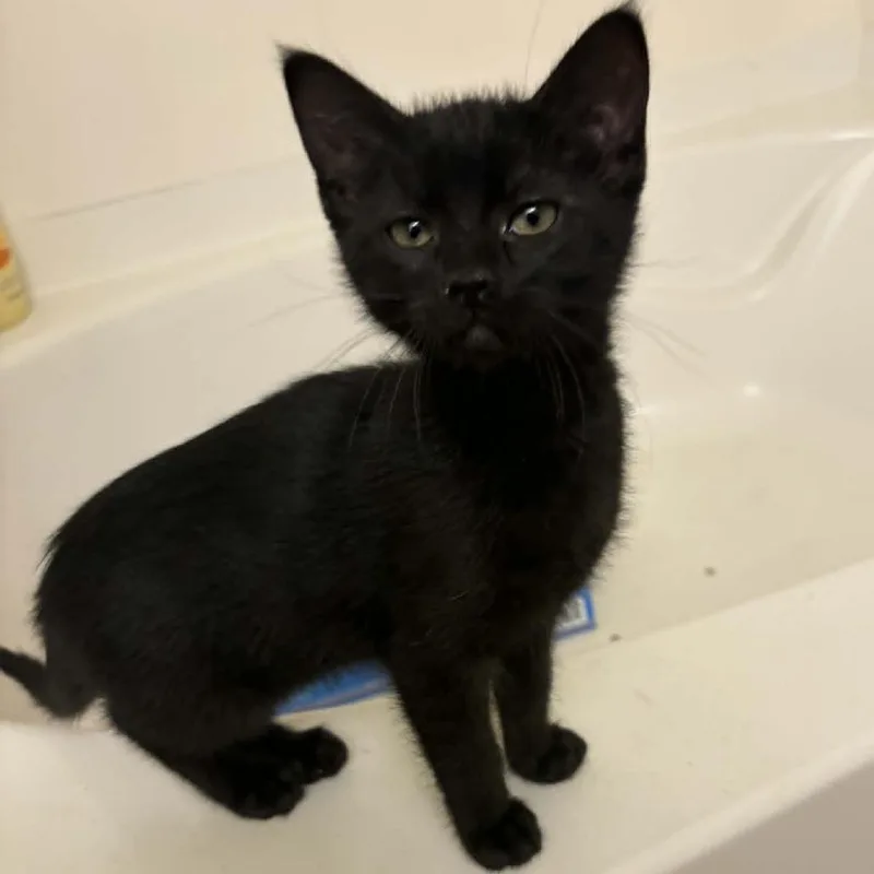 A baby small-sized male Black Domestic Short Hair cat named Hunny Hansen for adoption in Eagle Mountain, UT
