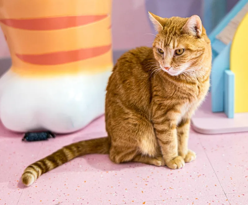 Pumpkin  Kbc thumbnail 2