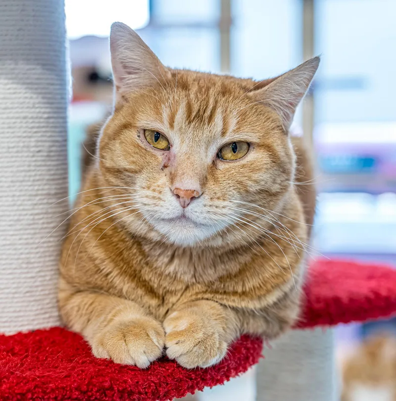 Pumpkin  Kbc thumbnail 3