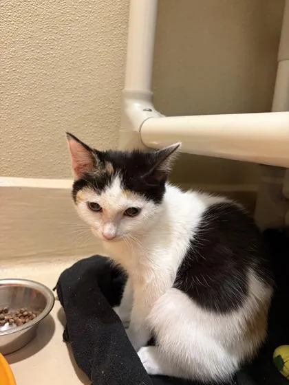 A baby medium-sized female Domestic Short Hair cat named Mermaids for adoption in Pleasanton, CA