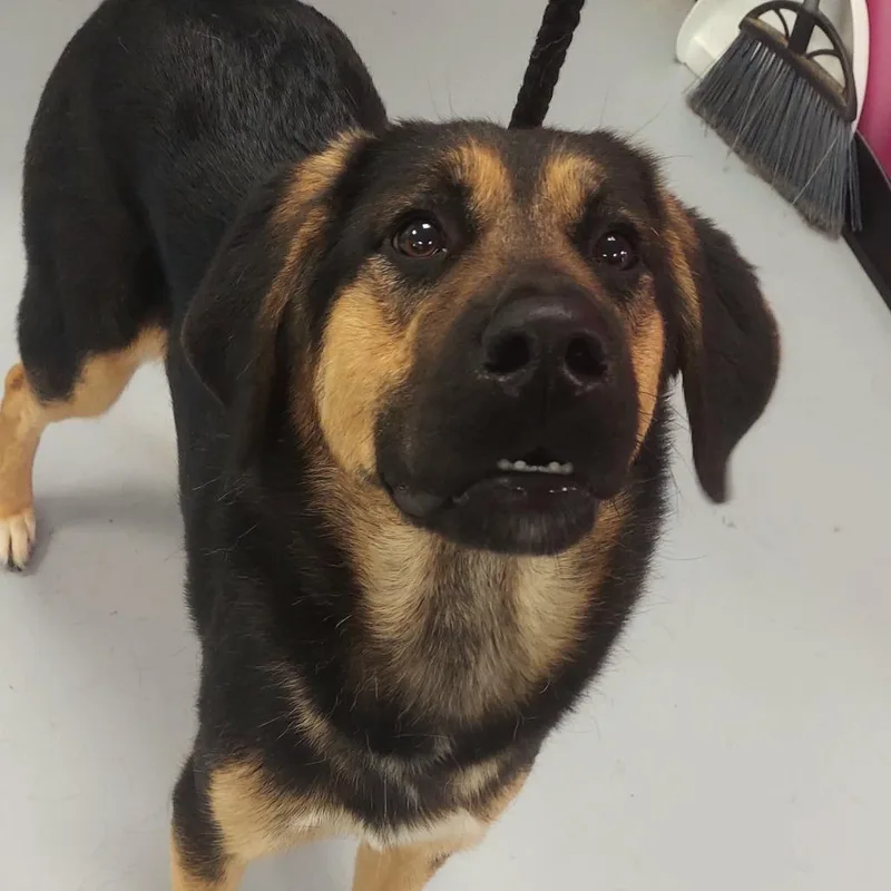 An adult medium-sized female Black Mixed Breed dog named Lilly for adoption in Ponca City, OK