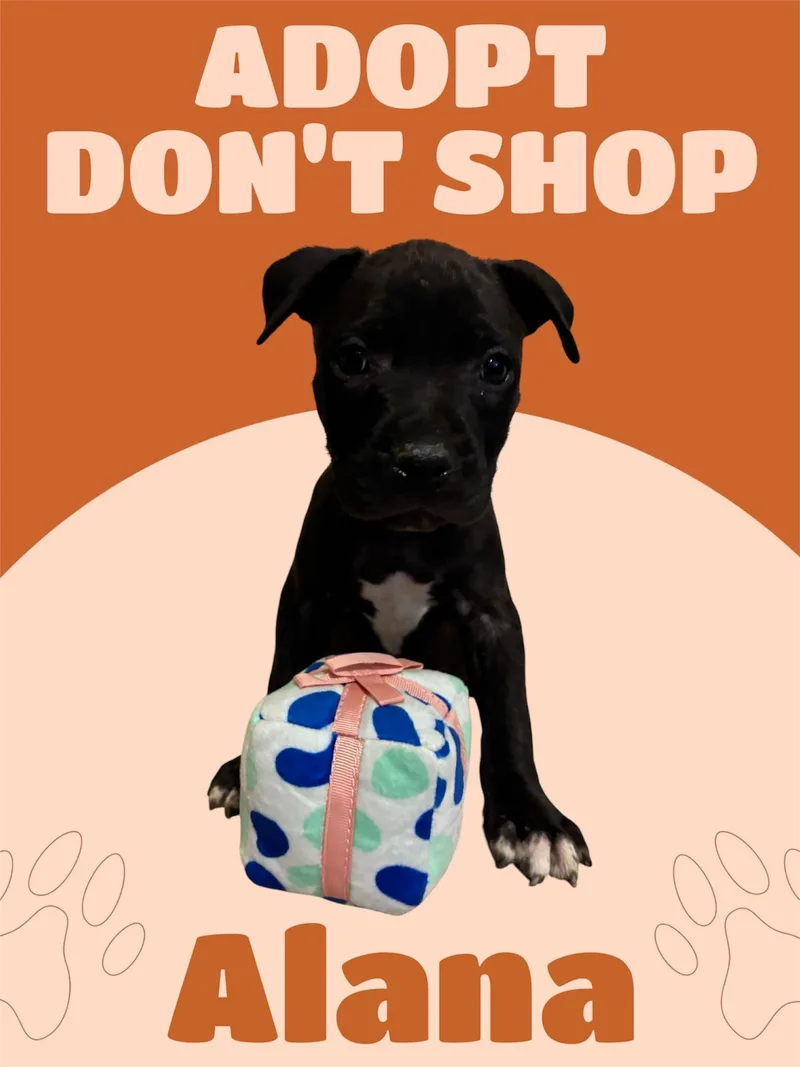 A baby large-sized female Black American Staffordshire Terrier dog named Alana for adoption in Arlington, TX