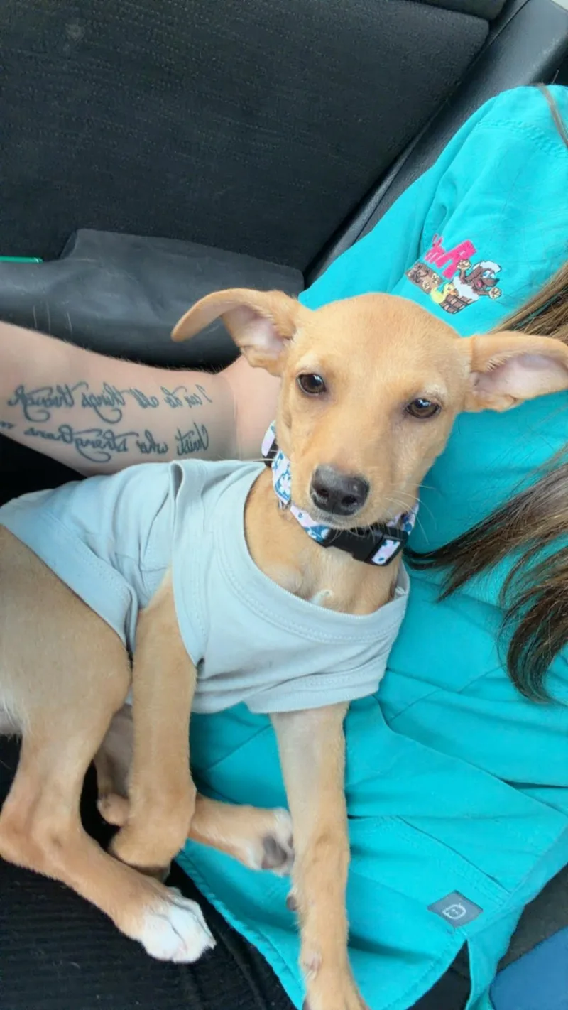 A baby small-sized female Yellow / Tan / Blond / Fawn Feist dog named Lilah for adoption in Murrells Inlet, SC