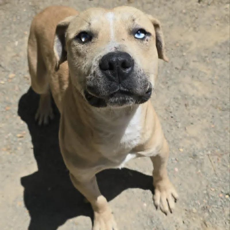 A young medium-sized male Yellow / Tan / Blond / Fawn Pit Bull Terrier dog named Cooper for adoption in Orange, VA