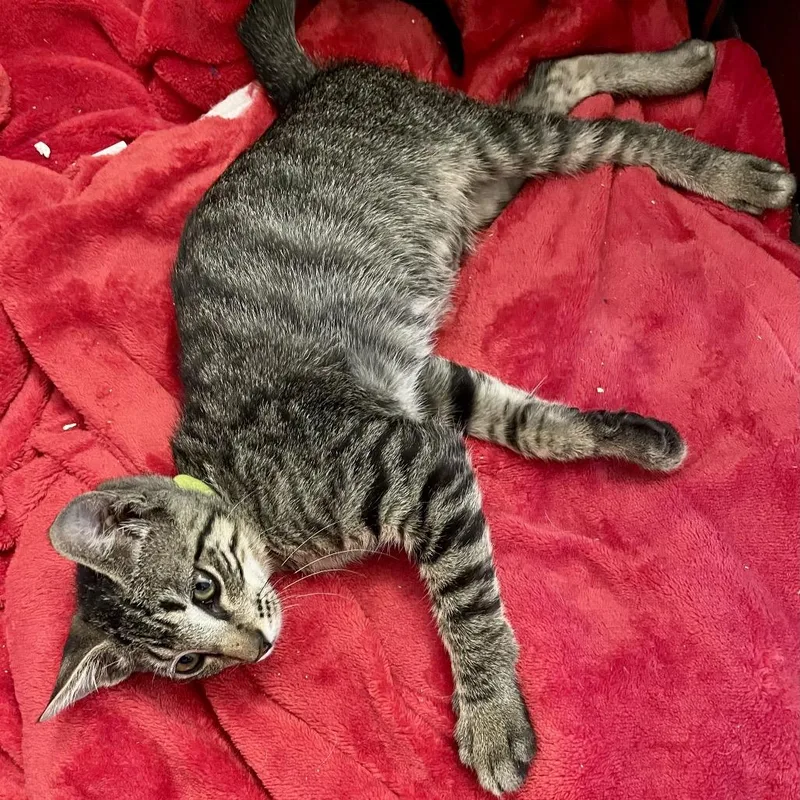 A baby small-sized male Brown / Chocolate Domestic Short Hair cat named Milo for adoption in Folsom, LA
