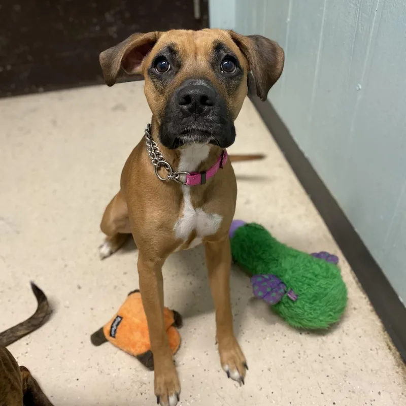 An adult medium-sized female Boxer dog named Bella for adoption in Columbia, MO