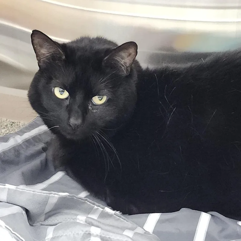 A senior extra large-sized female Black Domestic Short Hair cat named Nin for adoption in Tampa, FL