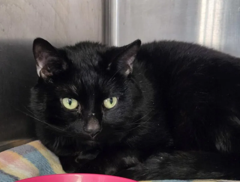 A senior medium-sized male Domestic Short Hair cat named Negroto for adoption in Windsor, CT