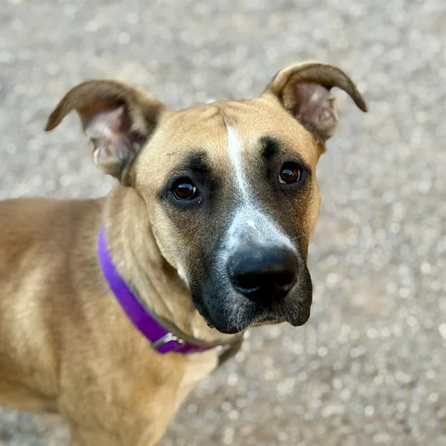 An adult large-sized male German Shepherd Dog dog named Bumper for adoption in Tucson, AZ