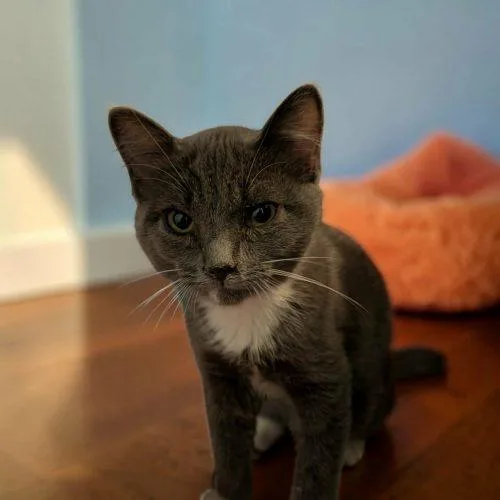 A baby small-sized male Domestic Short Hair cat named Pizza Steve for adoption in Sanford, NC