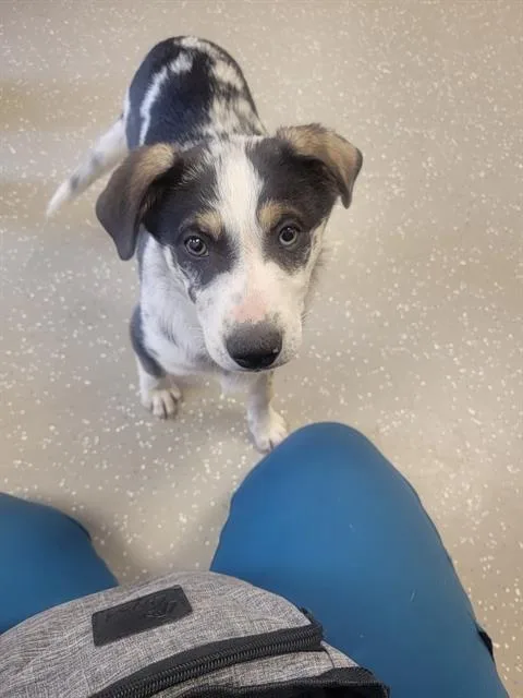 A baby small-sized female Australian Shepherd dog named Bo Peep for adoption in Fort Wayne, IN
