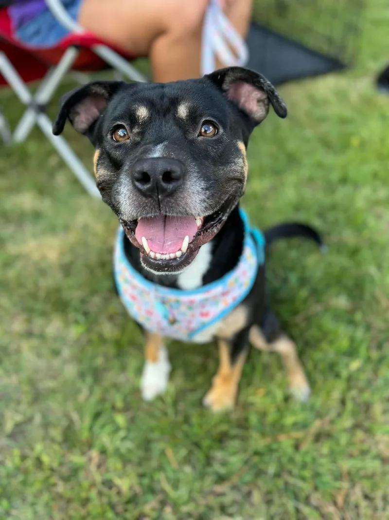 An adult medium-sized male Pit Bull Terrier dog named Domino for adoption in Winder, GA