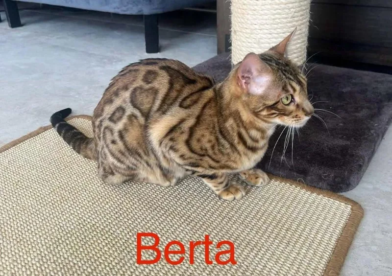 A young large-sized female Bengal cat named Berta for adoption in San Jacinto, CA