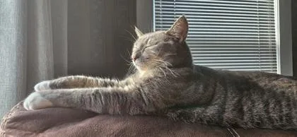 An adult medium-sized female Domestic Short Hair cat named Gracie for adoption in Lowell, MA