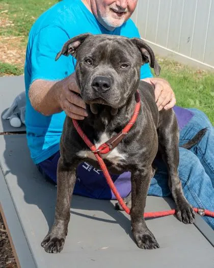 A young large-sized male Mixed Breed dog named Jemetrius for adoption in Chamblee, GA