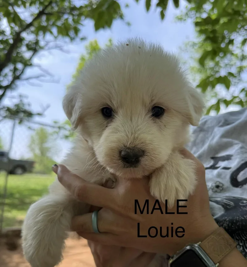 Louie