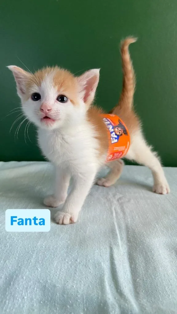 A baby small-sized male Domestic Short Hair cat named Fanta for adoption in Leonardtown, MD