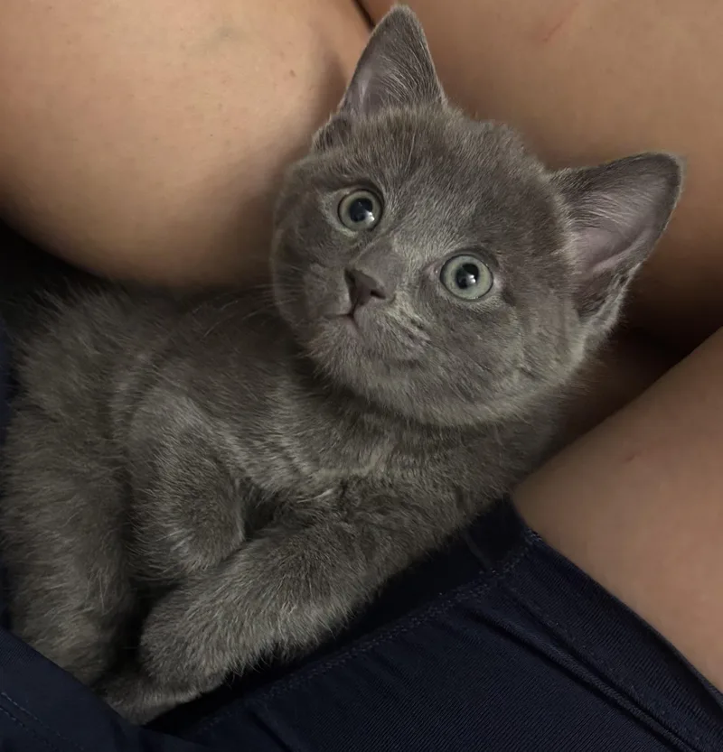 A baby small-sized female Gray / Blue / Silver American Shorthair cat named Oona for adoption in Medford, MA