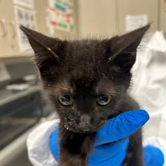 A baby small-sized male Domestic Short Hair cat named Franklin for adoption in Las Vegas, NV