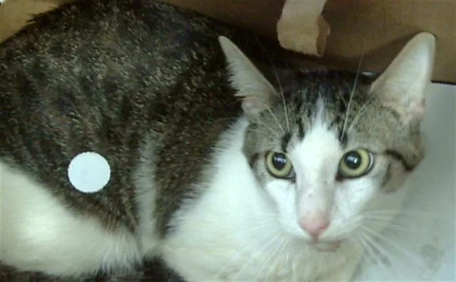 A young medium-sized male Domestic Short Hair cat named Kaidou for adoption in Dallas, TX