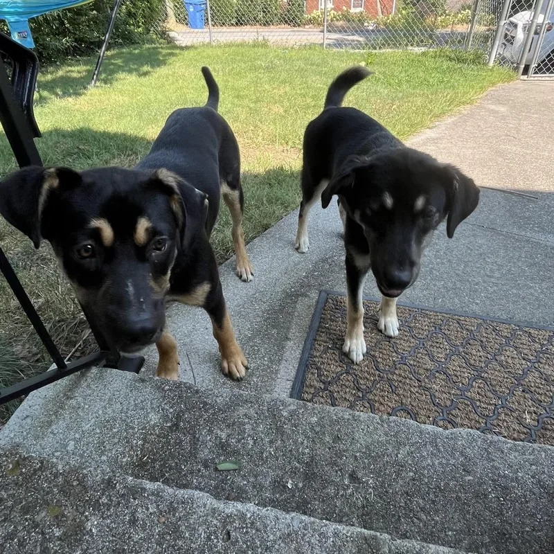 A young medium-sized female Black Mixed Breed dog named Xenon for adoption in Chattanooga, TN