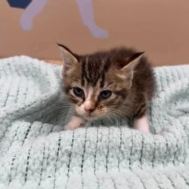 A baby small-sized female Brown / Chocolate Domestic Short Hair cat named Socks In Parsonsburg  for adoption in Alexandria, VA