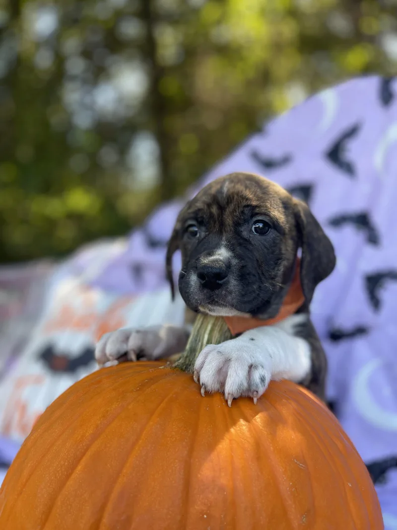 A baby large-sized female Black Mouth Cur dog named Winnie for adoption in Sebring, FL