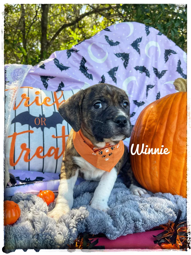 Winnie thumbnail 4