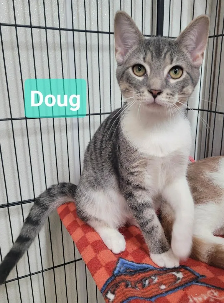 A baby small-sized male Domestic Short Hair cat named Doug for adoption in Richmond, IN