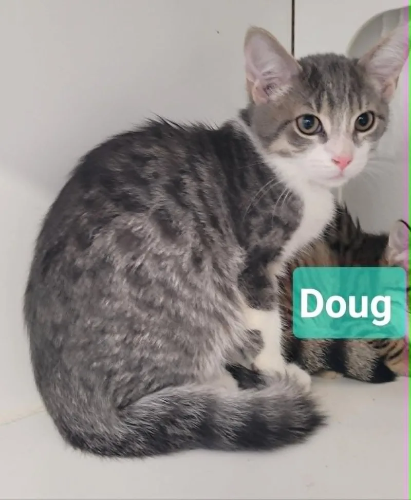 Doug thumbnail 3