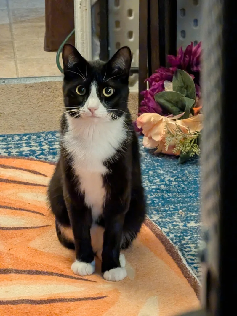 A young medium-sized male Black & White / Tuxedo Domestic Short Hair cat named Odo for adoption in Union City, CA