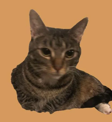 Otto Mittedtabby thumbnail 2
