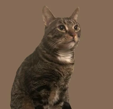 Otto Mittedtabby thumbnail 3