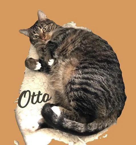 Otto Mittedtabby