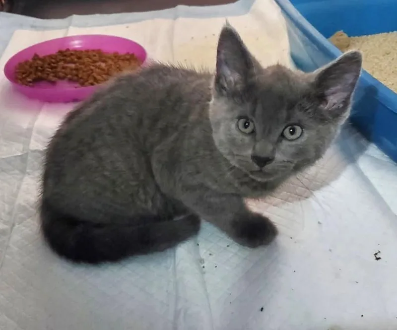 A baby medium-sized male Gray / Blue / Silver Russian Blue cat named Koda for adoption in Ypsilanti, MI