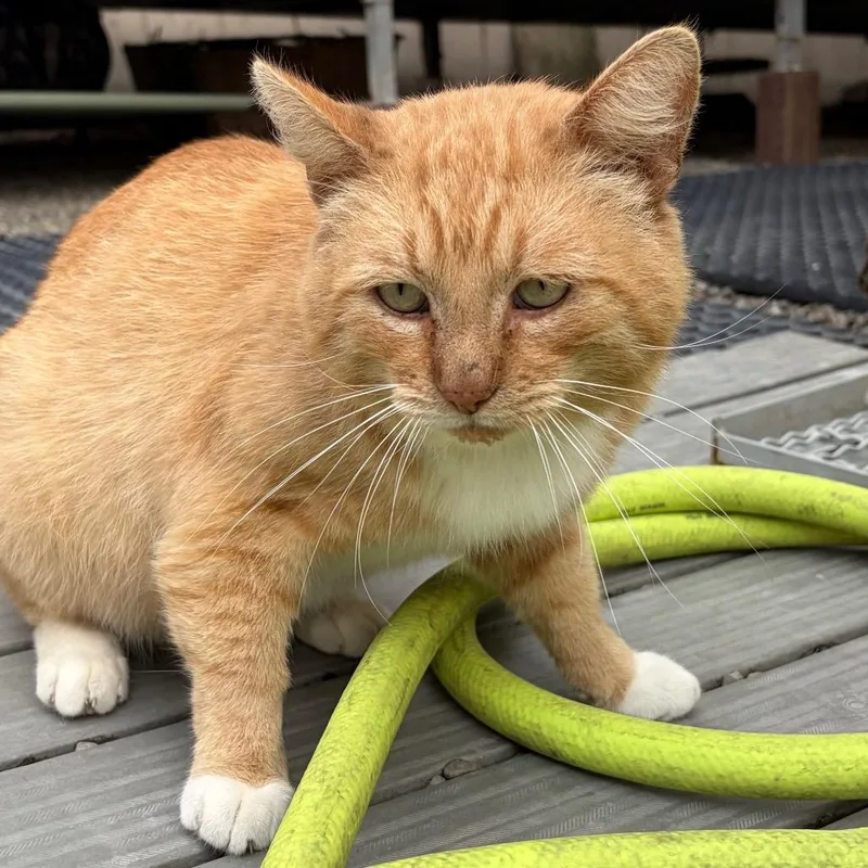 An adult small-sized male Orange / Red Domestic Short Hair cat named Sir Oliver Cloudberry for adoption in San Pablo, CA