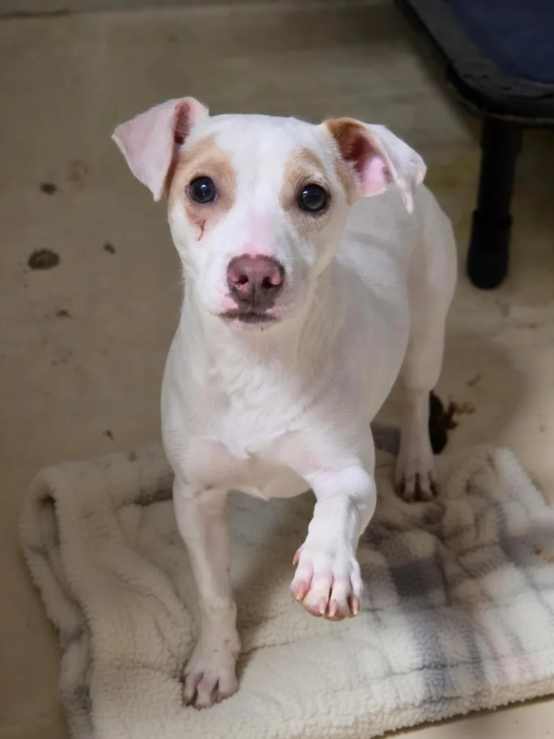 A young small-sized male Chihuahua dog named Casper for adoption in Dandridge, TN