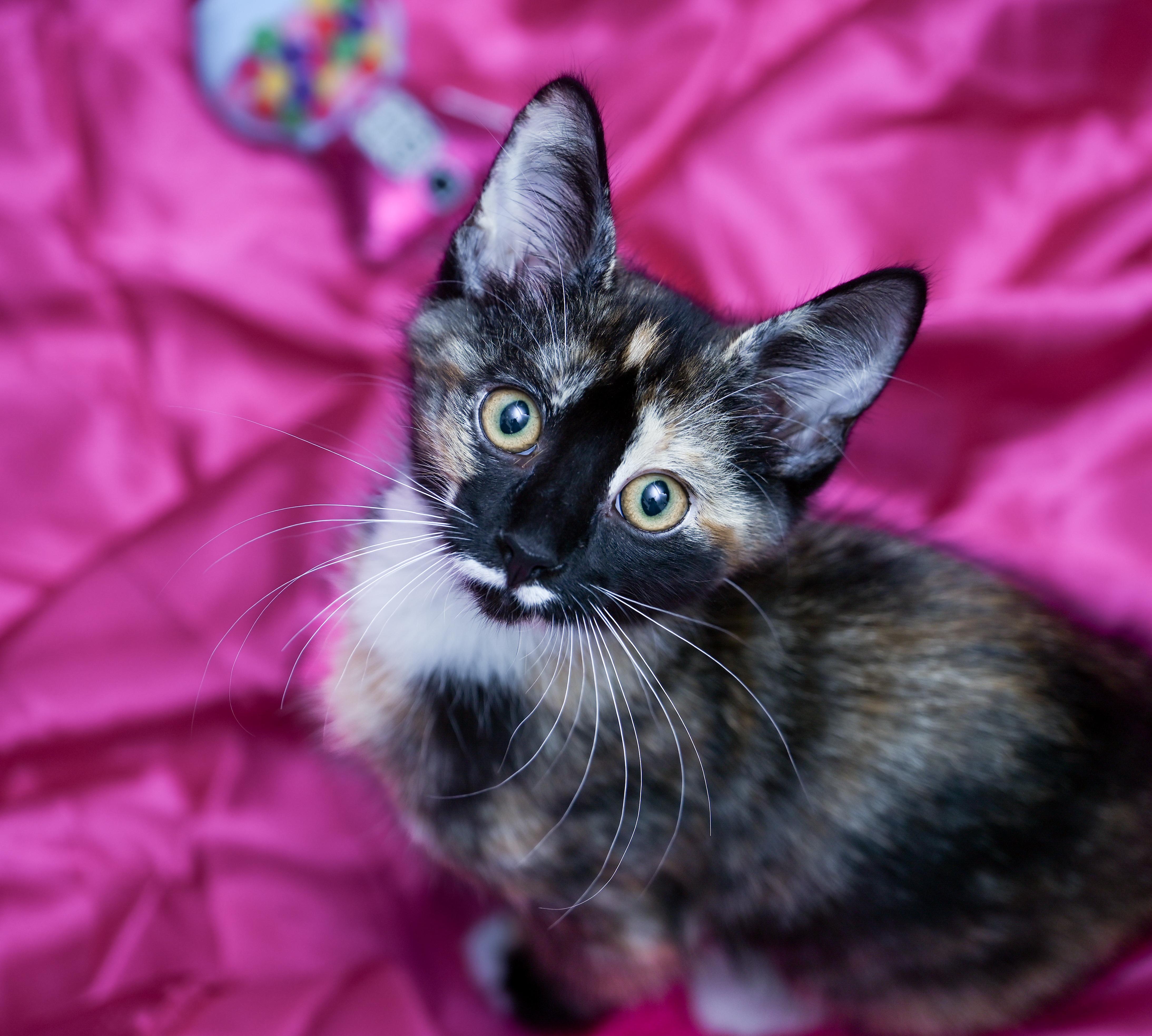 A baby medium-sized female Tortoiseshell cat named Marceline for adoption in Chattanooga, TN