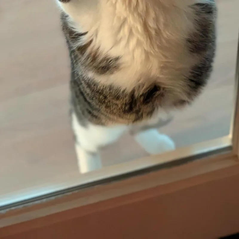 An adult extra large-sized male Domestic Short Hair cat named Jynx for adoption in Spokane, WA