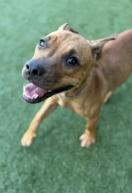 A young medium-sized female Mixed Breed dog named Amy for adoption in Dallas, TX