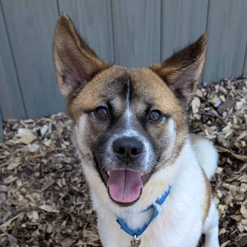 An adult small-sized female White / Cream Shiba Inu dog named Zoie for adoption in Briarcliff Manor, NY