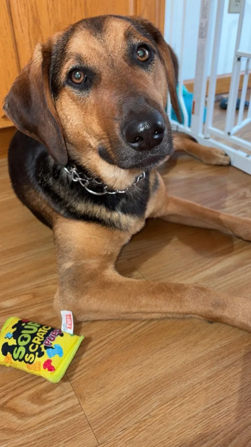 A young medium-sized female Mixed Breed dog named Lily for adoption in Rochester , NY